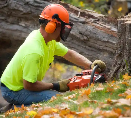 tree services Belvidere